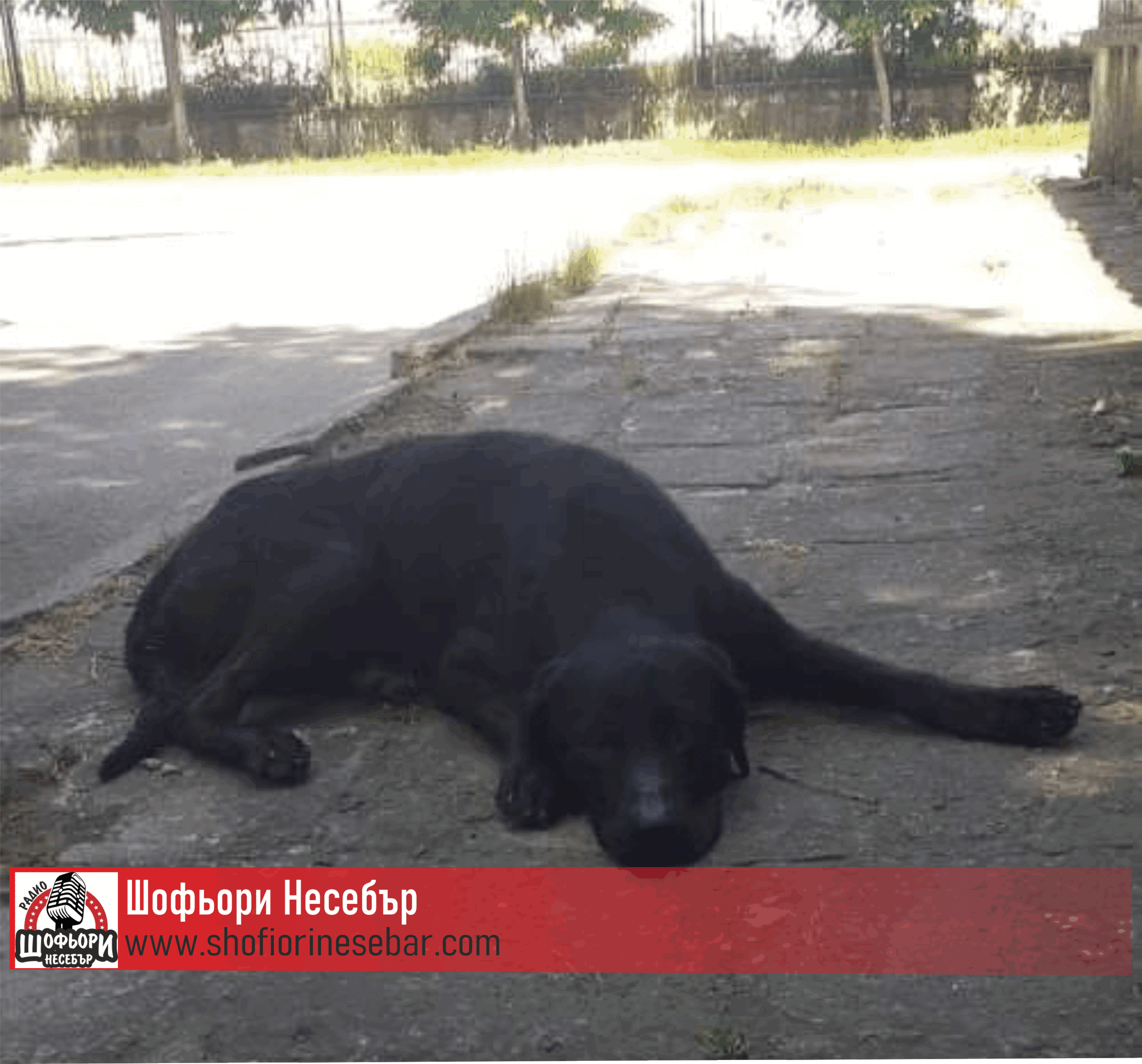 Умиращото куче в Равда ,няма място за него в приюта/СНИМКИ/