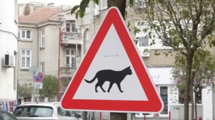 В центъра на Бургас се появи знак: „Внимавай, котки“
