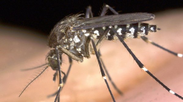 Несебър нападнат от “Тигрови”комари с големината на врабчета