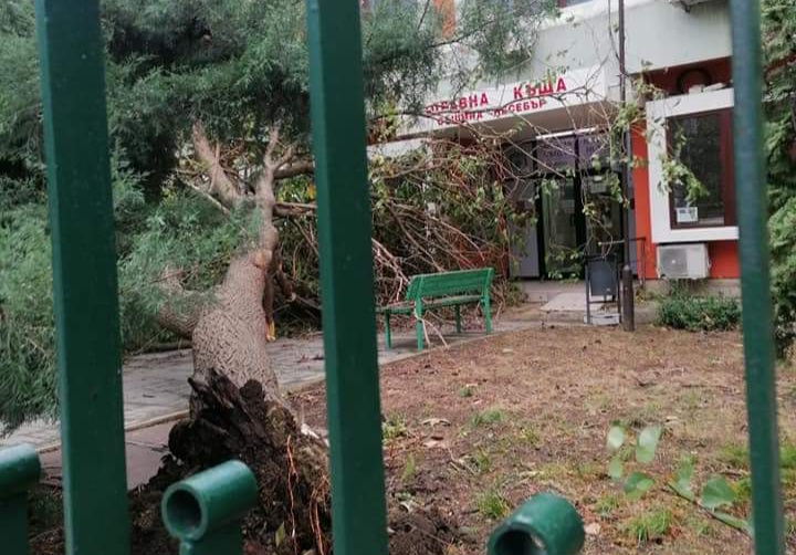 Огромно дърво падна пред “Здравната Къща”в Несебър