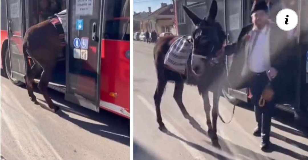 Динко от Ямбол качи магаре в автобус (Видео)