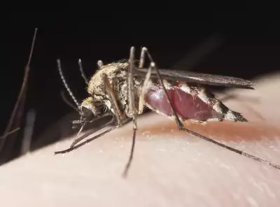 Несебър нападнат от комари през зимата