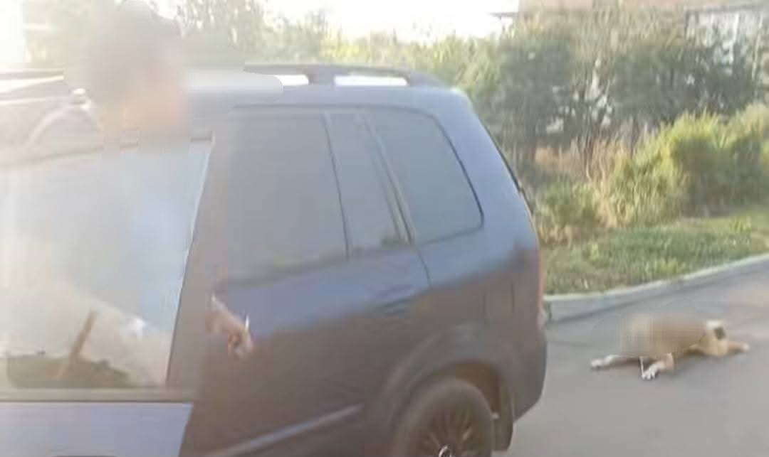 УЖАС В БЪЛГАРОВО: МЪЖ ВЛАЧИ КУЧЕ С КОЛАТА СИ ИЗ УЛИЦИТЕ НА